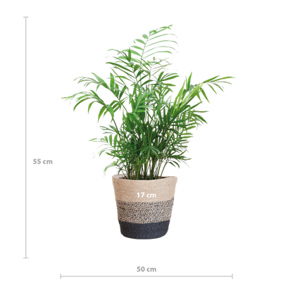 Chamadorea Elegans met Mand Lissabon zwart - 55cm - Ø17