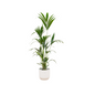 Combi deal - Kentia palm inclusief elho Vibes Fold Round wit Ø30 - 160 cm