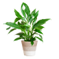 Spathiphyllum met Mand Lissabon wit - 80cm - Ø21
