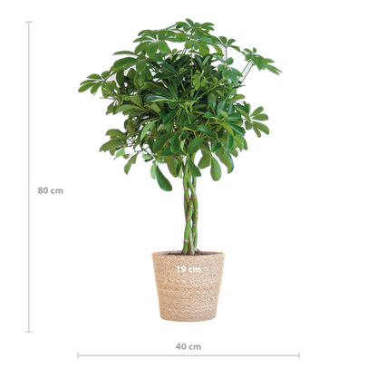 Schefflera Arab Nora met Mand Sofia naturel - 70cm - Ø21