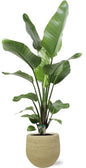 Strelitzia Nicolai - Ø21cm - ↕100cm + Ryan Pot D22x20cm - Goud