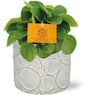 Peperomia Rana Verde - Ø11cm - ↕15cm + Stone Pot Circles D12x10cm - Wit