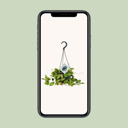 Dischidia Ovata - Ø14cm - ↕40cm