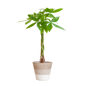 Pachira Aquatica met Mand Lissabon wit - 80cm - Ø21