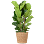 Ficus Lyrata XL met Torun mand - 140cm - Ø27