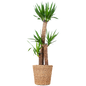 Yucca XL met Torun mand - 125cm - Ø24