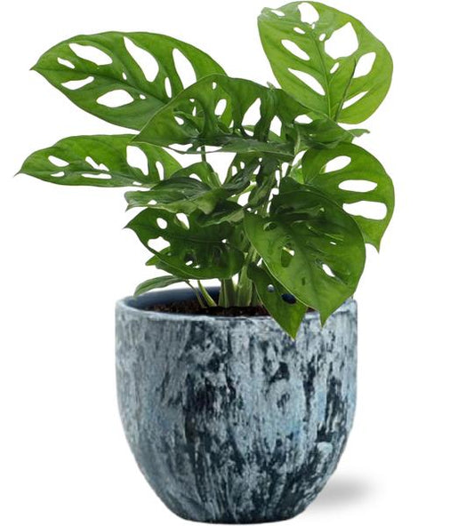 Monstera Monkey Leaf - Ø12cm - ↕30cm + Sem Pot D14x13cm - Blauw