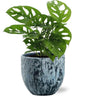 Monstera Monkey Leaf - Ø12cm - ↕30cm + Sem Pot D14x13cm - Blauw