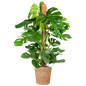 Monstera Deliciosa XL met Torun mand - 120cm - Ø24