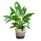 Spathiphyllum met Mand Lissabon zwart - 80cm - Ø21