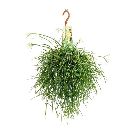Rhipsalis Pulchra - Ø14 ↕35