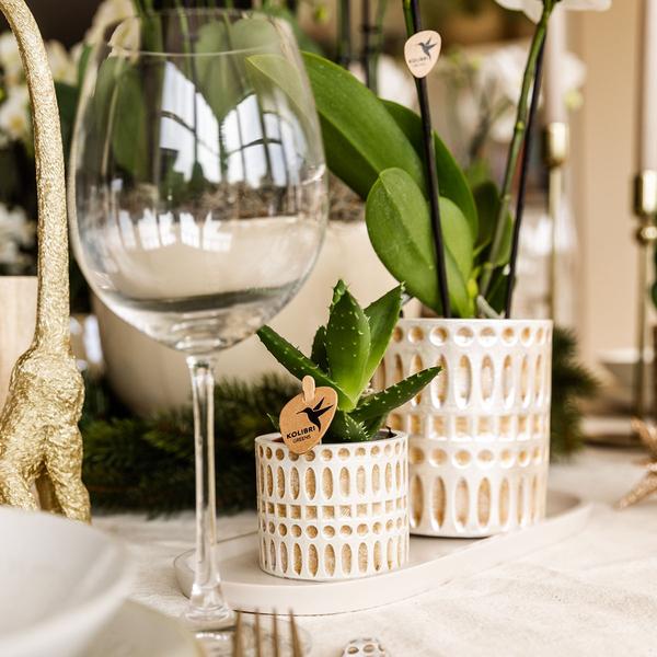 Kolibri Company | Plantenset Le Chic small | Witte Phalaenopsis Orchidee Amabilis en Succulent incl. keramieken sierpotten op crème organisch dienblad