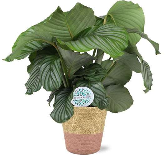 Calathea Orbifolia - Ø21cm - ↕70cm + Ruby Pot D22,5x21,5cm - Roze