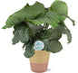 Calathea Orbifolia - Ø21cm - ↕70cm + Ruby Pot D22,5x21,5cm - Roze