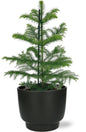 Araucaria Heterophylla - Ø14cm - ↕40cm + Potenza Pot D15x13cm - Zwart