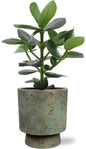 Clusia Rosea Princess - Ø12cm - ↕15cm + Pot Aily D14x18cm - Groen
