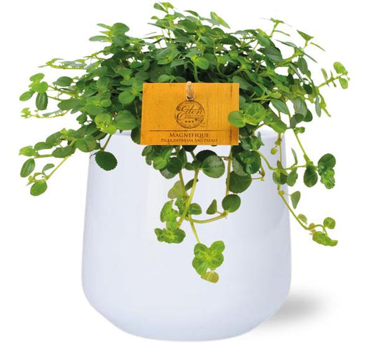 Pilea Depressa Sao Paulo - Ø12cm - ↕20cm + Puglia Pot D13/14,5x13,5cm - Wit