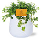 Pilea Depressa Sao Paulo - Ø12cm - ↕20cm + Puglia Pot D13/14,5x13,5cm - Wit