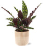 Calathea Insignis - Ø12cm - ↕50cm + Terni Pot D13,5x13cm - Roze