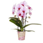 Kolibri Orchids | roze Phalaenopsis orchidee - Niagara Fall - potmaat Ø9cm | bloeiende kamerplant - vers van de kweker