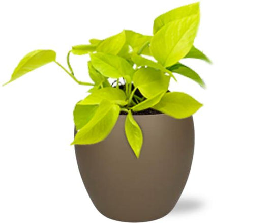 Epipremnum Golden Pothos - Ø12cm - ↕15cm + Bowl Pot D13/14.5x13cm - Bruin