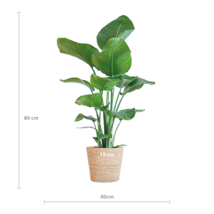 Strelitzia Nicolai met Sofia mand naturel - 80cm - Ø21