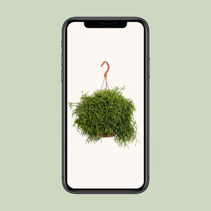 Rhipsalis Baccifera Oasis - Ø17cm - ↕45cm