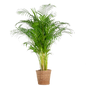 Areca Palm (dypsis) XL met mand Torun - 120cm - Ø24