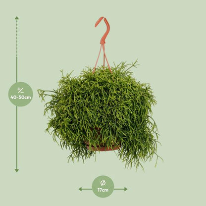 Rhipsalis Baccifera Oasis - Ø17cm - ↕45cm