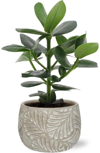 Clusia Rosea Princess - Ø12cm - ↕15cm + Stone Leaf Bolpot D12/13,5x11cm - Grijs