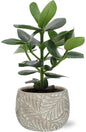 Clusia Rosea Princess - Ø12cm - ↕15cm + Stone Leaf Bolpot D12/13,5x11cm - Grijs