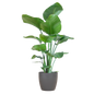 Strelitzia Nicolai met Viber pot grijs - 80cm - Ø21