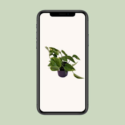 Scindapsus (Epipremnum) Aureum - Ø12cm - ↕25cm