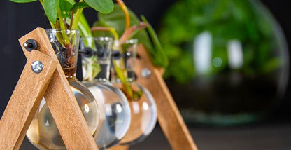 Stekkenstandaard - 3 glazen vazen - Hydroponische vaas voor stekjes - Houten - Teeltstation