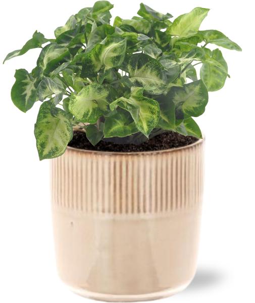 Syngonium Pixie - Ø12cm - ↕20cm + Terni Pot D13,5x13cm - Roze