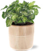 Syngonium Pixie - Ø12cm - ↕20cm + Terni Pot D13,5x13cm - Roze
