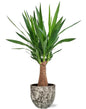 Yucca "Maya Tree" - Ø19cm - ↕80cm + Sem Pot D20x18cm - Bruin