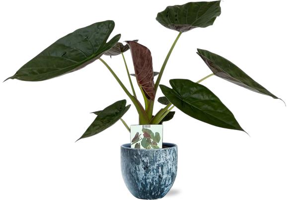 Alocasia Wentii - Ø19cm - ↕85cm + Sem Pot D20x18cm - Blauw