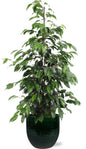 Ficus benjamina Danielle - Ø21cm - ↕95cm + Jolin Pot D24x23cm - Groen