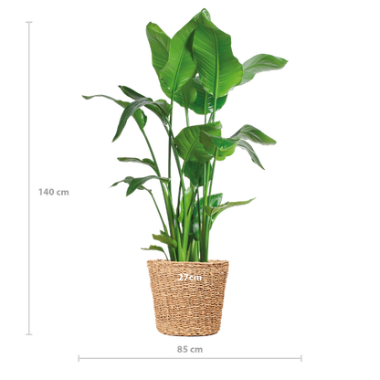 Strelitzia Nicolai XL met Torun mand - 140cm - Ø27