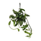 Epipremnum Cebu Blue - Ø15cm - ↕45cm