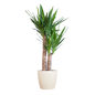 Yucca Elephantipes met Viber wit - 90cm - Ø21