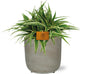 Chlorophytum Ocean - Ø15cm - ↕25cm + Stone Rond D15,5x14,5cm - Grijs