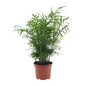 Chamaedorea Elegans - Ø17cm - ↕50cm