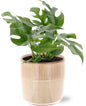 Monstera Minima - Ø12cm - ↕25cm + Terni Pot D13,5x13cm - Roze