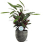 Calathea Rufibarba - Ø21cm - ↕85cm + Tim Pot D24x22cm - Zwart Wit