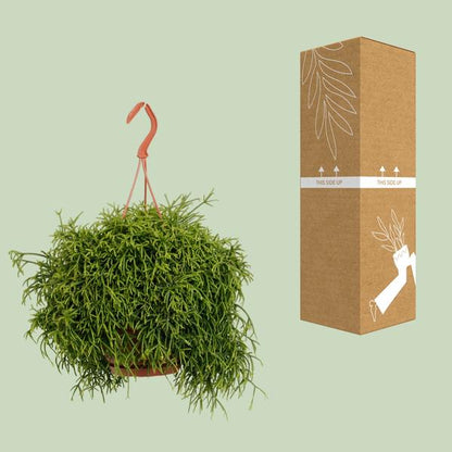 Rhipsalis Heteroclada - Ø21cm - ↕45cm