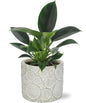 Philodendron Green Princess - Ø12cm - ↕25cm + Stone Pot Circles D13x11,5cm - Wit