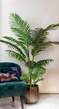 Kunstplant - Howea Forsteriana - 160 cm