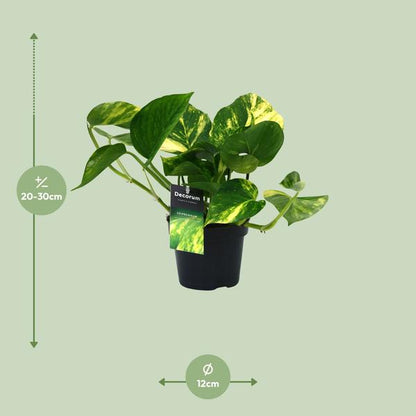 Scindapsus (Epipremnum) Aureum - Ø12cm - ↕25cm